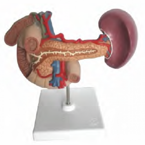 胰、脾、十二指腸、膽囊模型