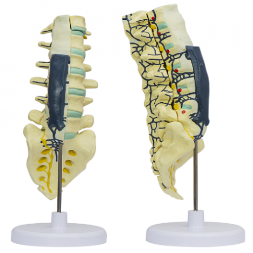 腰骶椎解剖與脊神經(jīng)關系模型